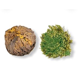 Medium Rose of Jericho - Resurrection Plant