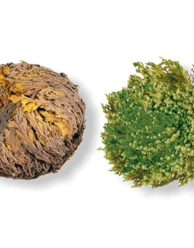 Medium Rose of Jericho - Resurrection Plant
