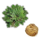 Small Rose of Jericho - Resurrection Plant