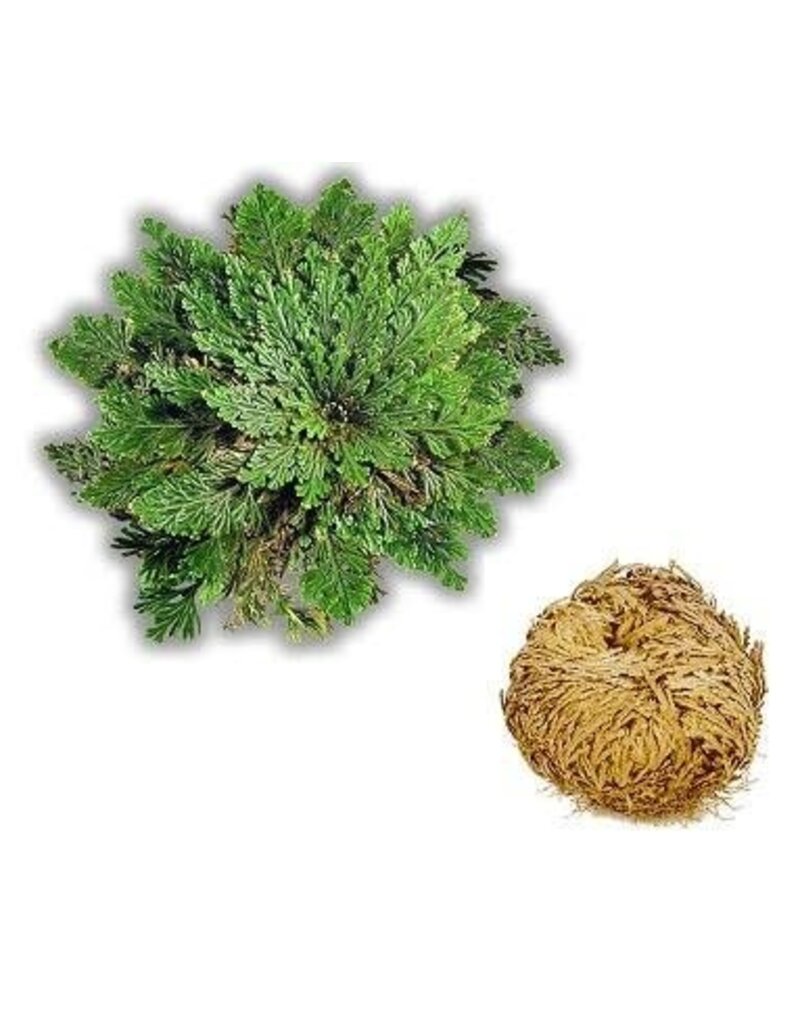 Small Rose of Jericho - Resurrection Plant