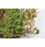 Small Rose of Jericho - Resurrection Plant