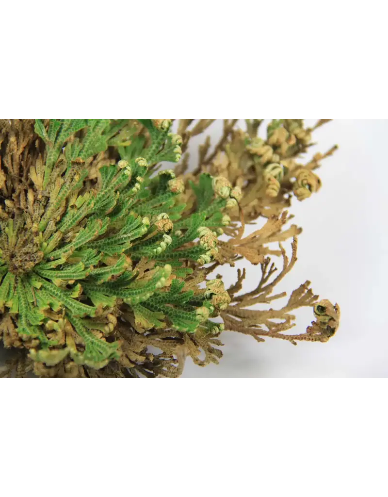 Small Rose of Jericho - Resurrection Plant