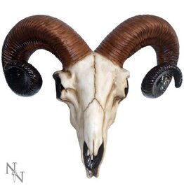 Nemesis Now Ram Skull  Medium - 33 cm (F2)