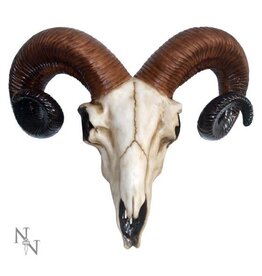 Nemesis Now Ram Skull  Medium - 33 cm (i3)