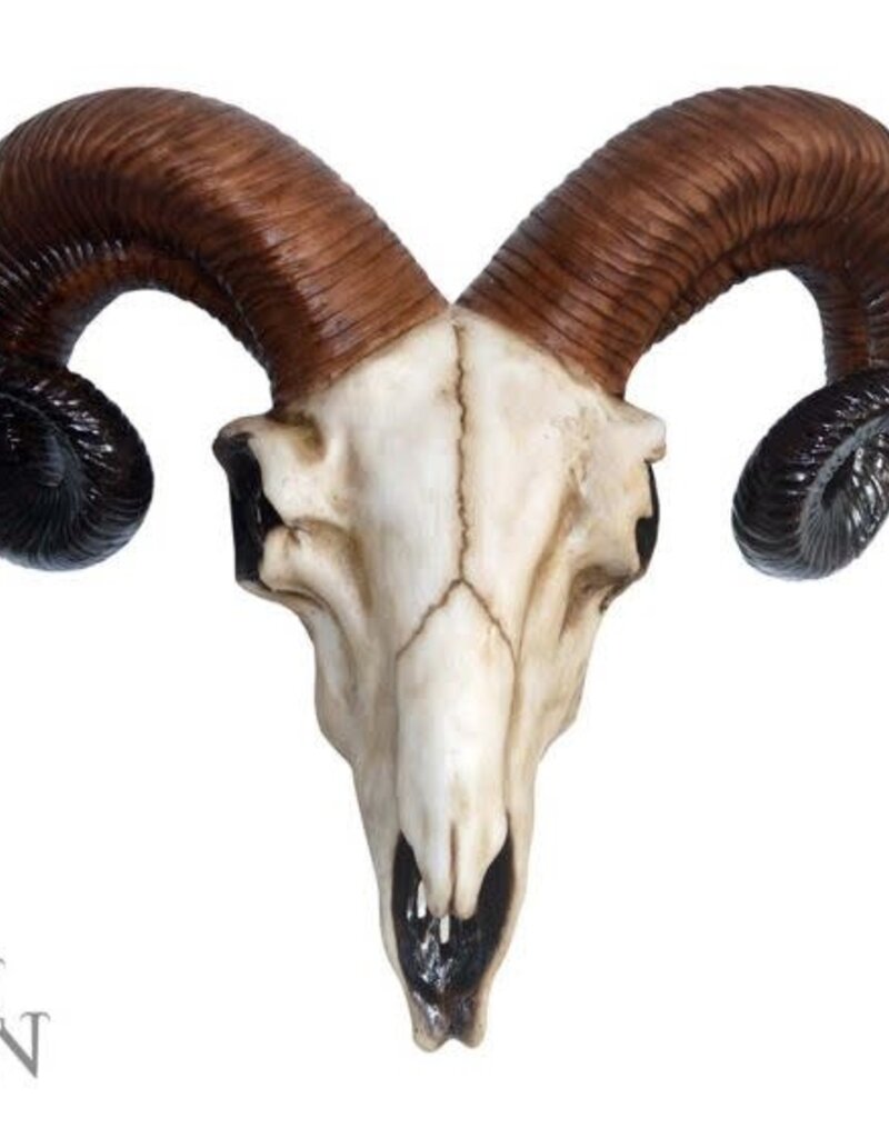 Nemesis Now Ram Skull  Medium - 33 cm (F2)