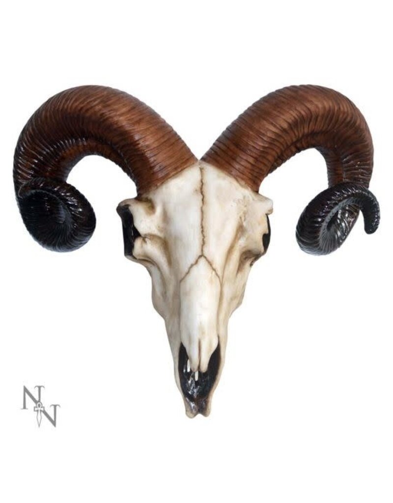 Nemesis Now Ram Skull  Medium - 33 cm (F2)
