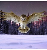 Nemesis Now Wisdom Flight 54.5cm (A1*)