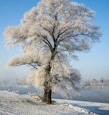 Earth Blessings Oracle Cards