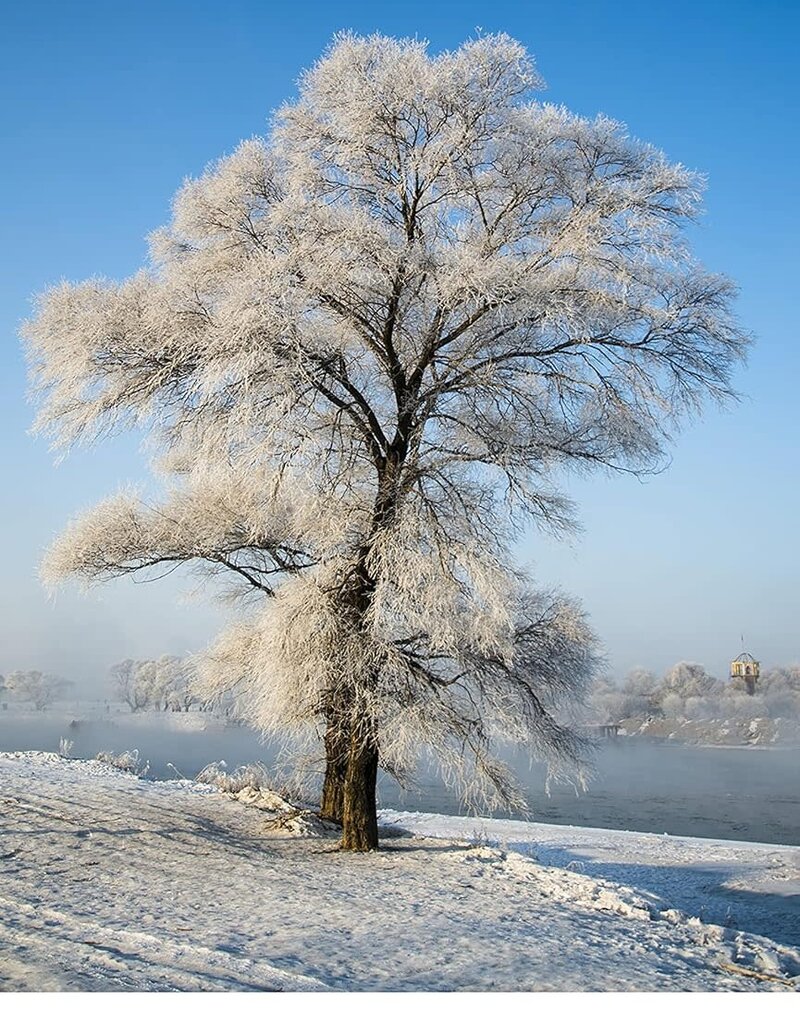 Earth Blessings Oracle Cards