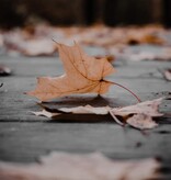 Earth Blessings Oracle Cards