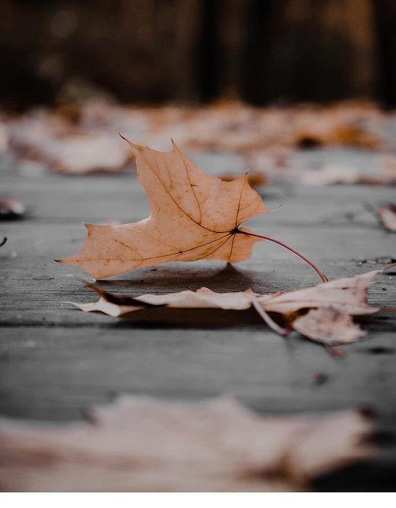 Earth Blessings Oracle Cards