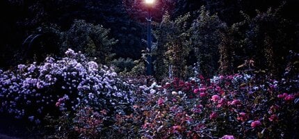 The Mystique of Night Gardens