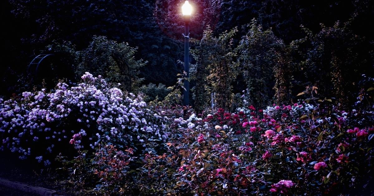 The Mystique of Night Gardens
