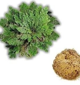 Medium Rose of Jericho - Resurrection Plant