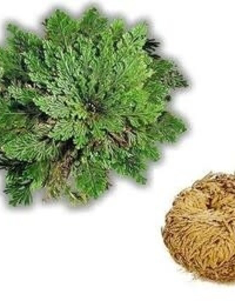 Medium Rose of Jericho - Resurrection Plant