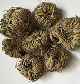 Medium Rose of Jericho - Resurrection Plant