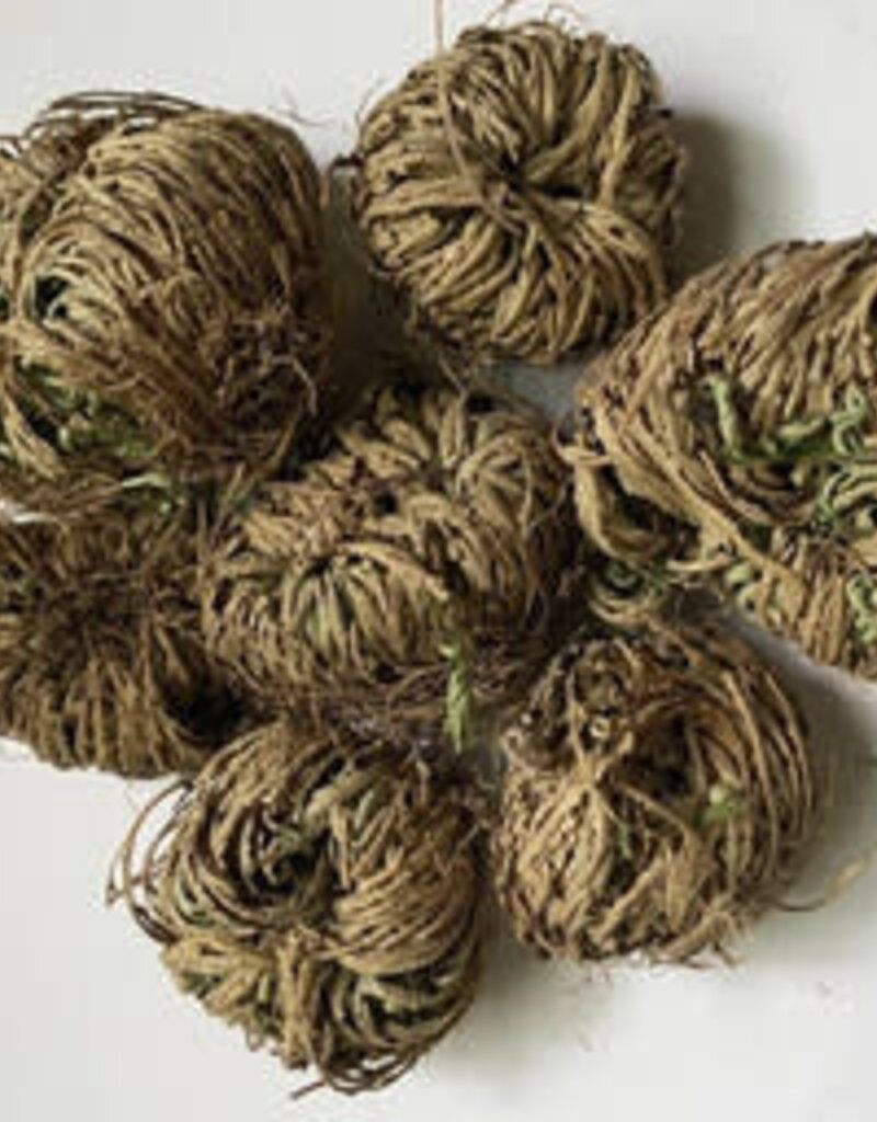 Medium Rose of Jericho - Resurrection Plant