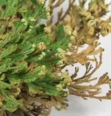 Medium Rose of Jericho - Resurrection Plant