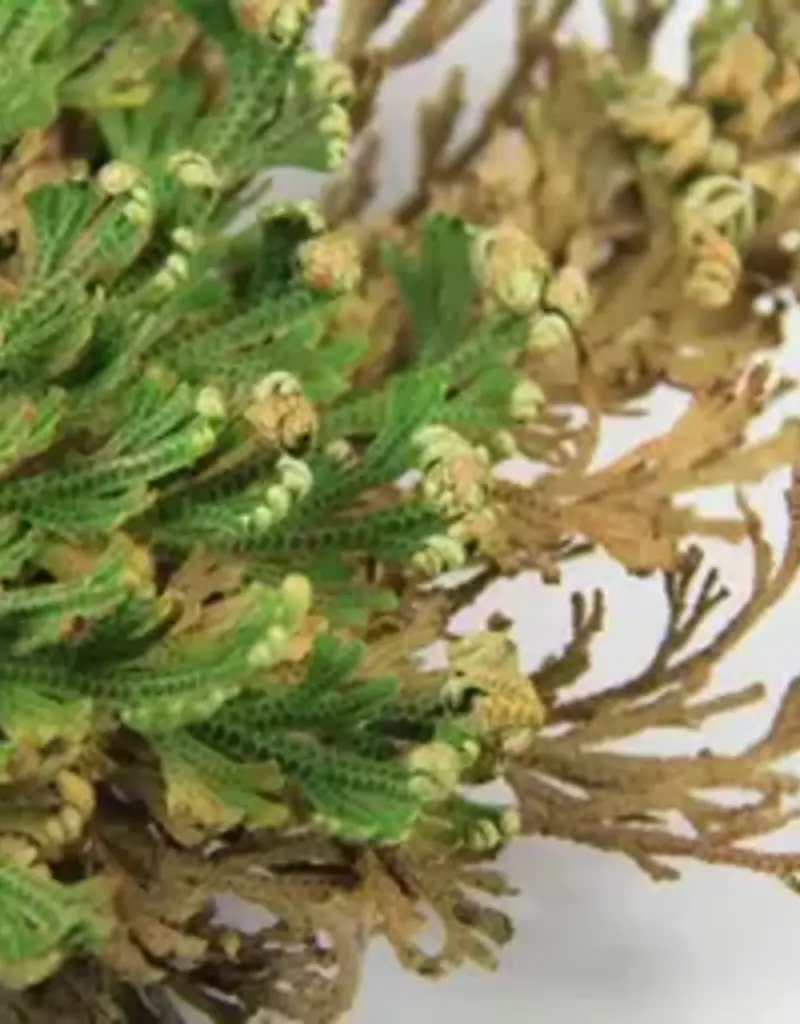 Medium Rose of Jericho - Resurrection Plant