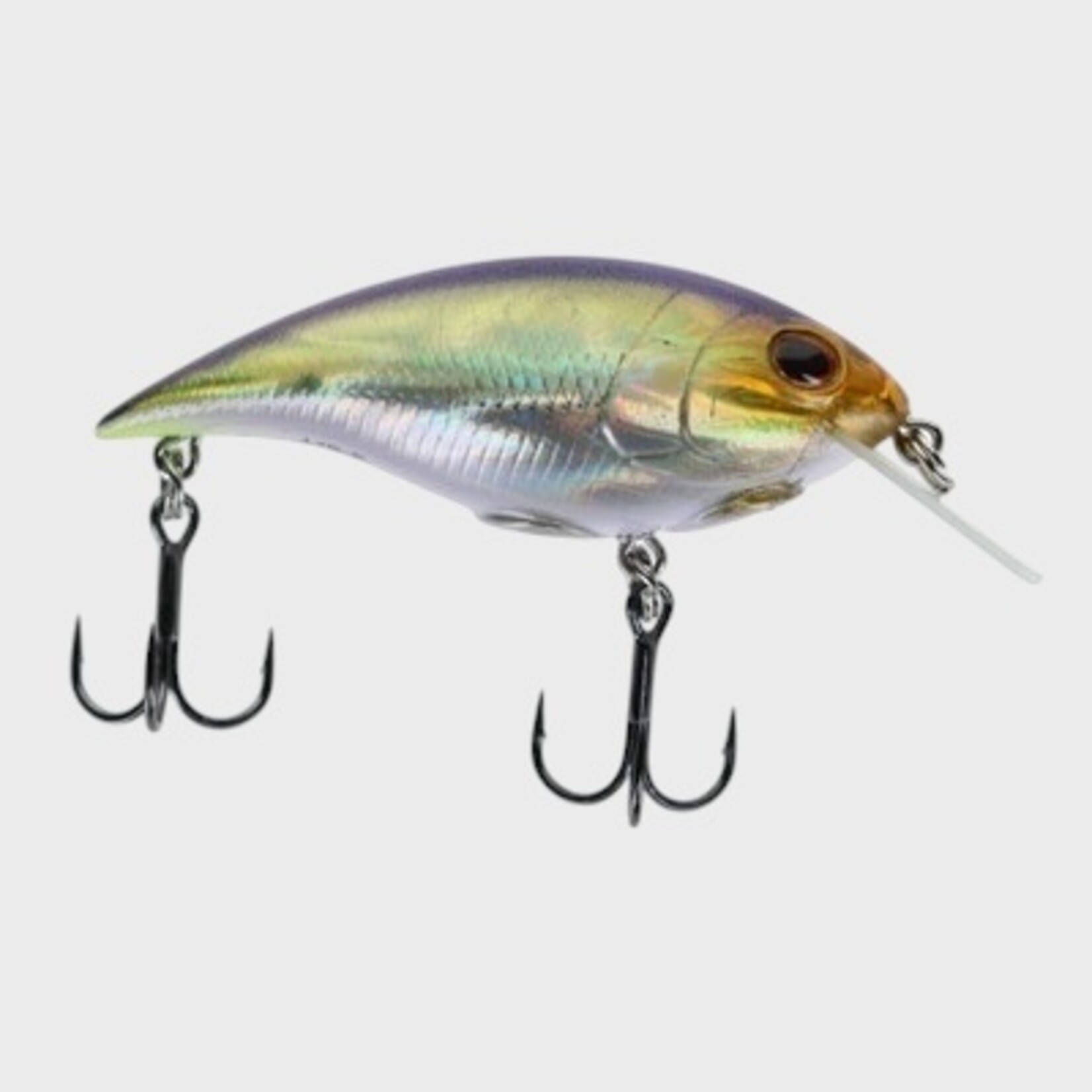 Berkley Berkley Shallow Money Badger