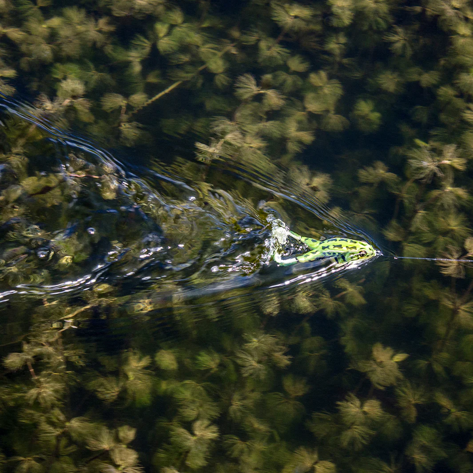 Lunkerhut Lunkerhunt Prop Frog Shad