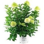 Hydrangea paniculata 'Limelight' #3