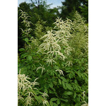 Aruncus Dioicus #1