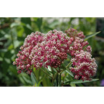 Asclepias incarnata 'Cinderella' #1