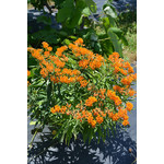 Asclepias tuberosa #1