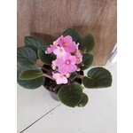 Houseplant African Violet Assorted 4"