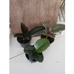 Houseplant Ficus Assorted 3.5"