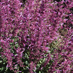 Agastache Royal Raspberry PW #1