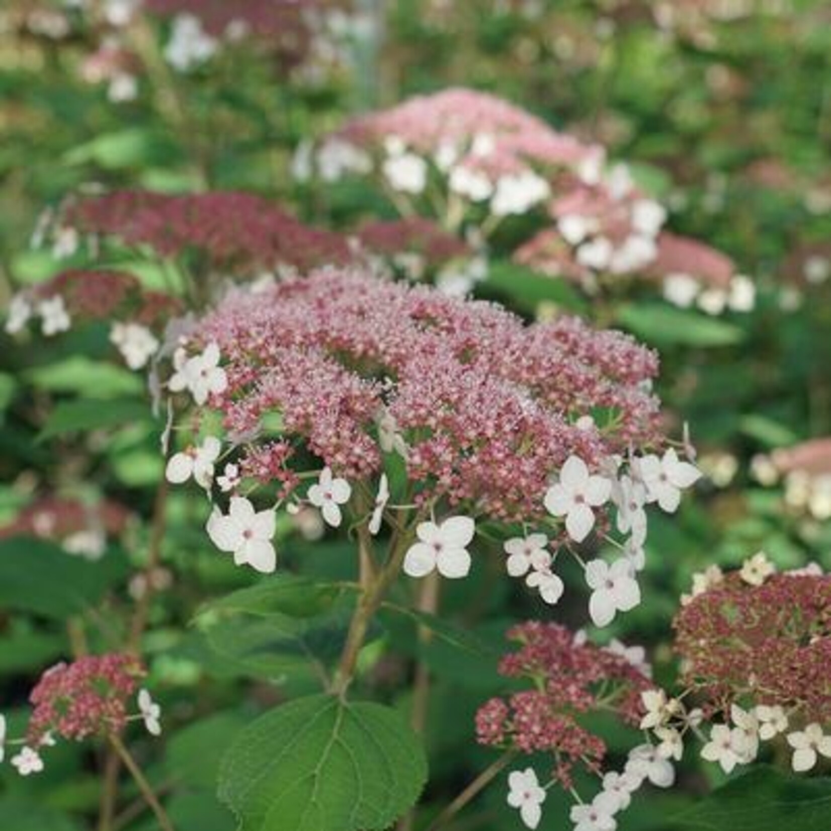 American Beauties Hydrangea Arb. V Rad `Pinky Pollen Ring` #3