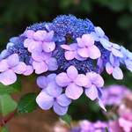 Endless Summer Hydrangea M `E.S.Twist-N-Shout` #3