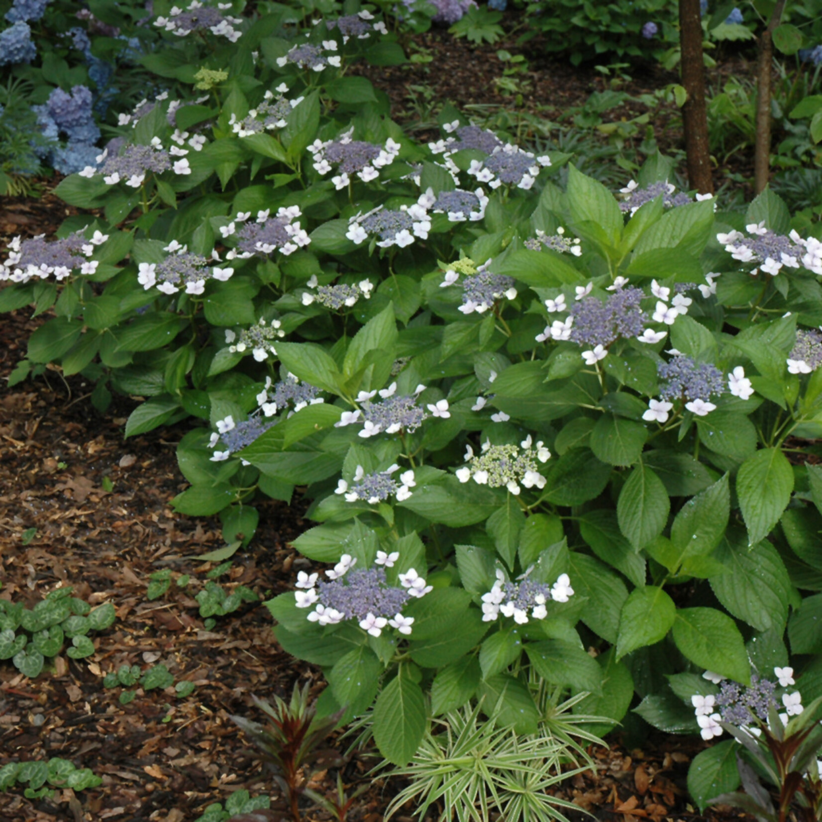 Endless Summer Hydrangea M `E.S.Twist-N-Shout` #3