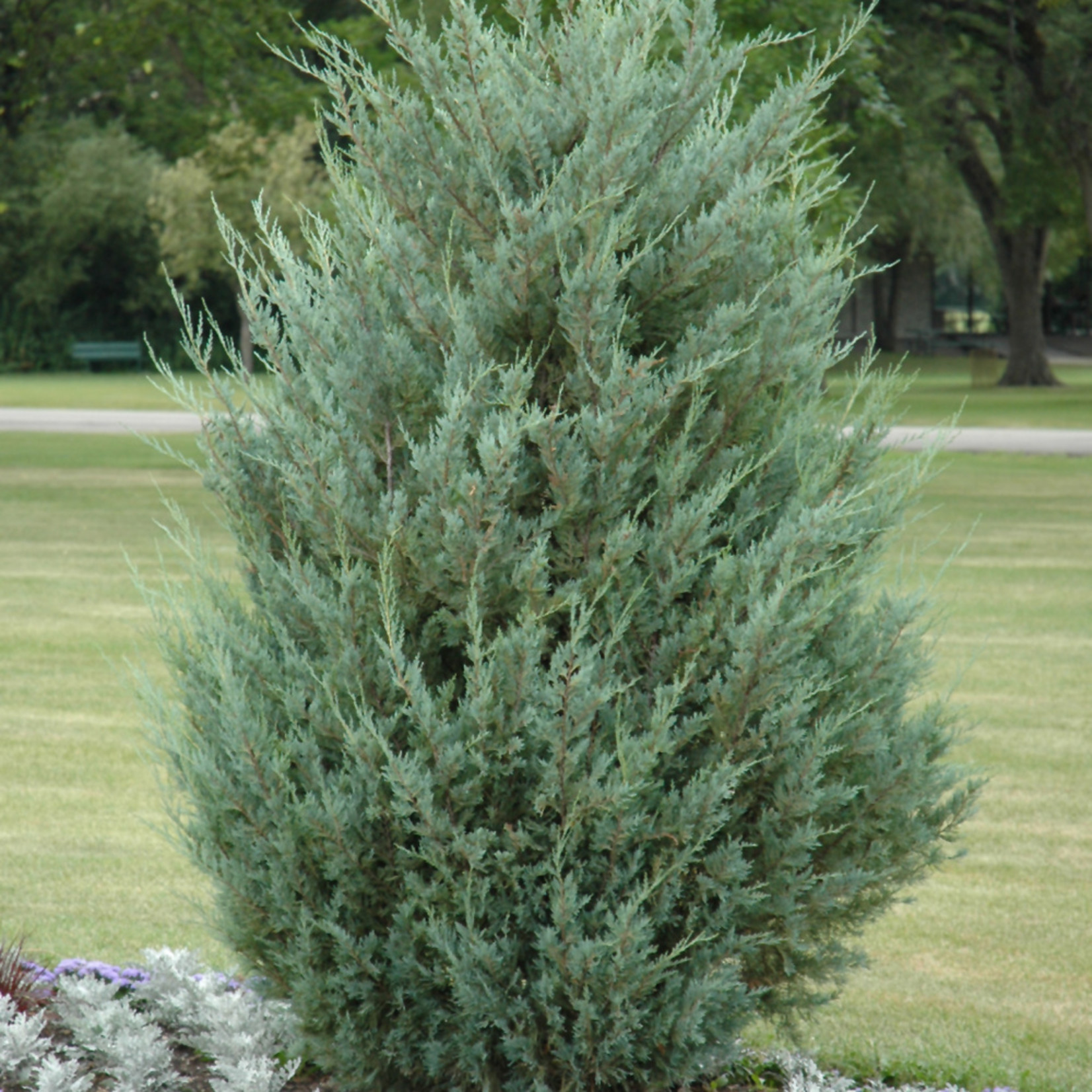 Juniperus Scopulorum `Moonglow` Grow Bag #15