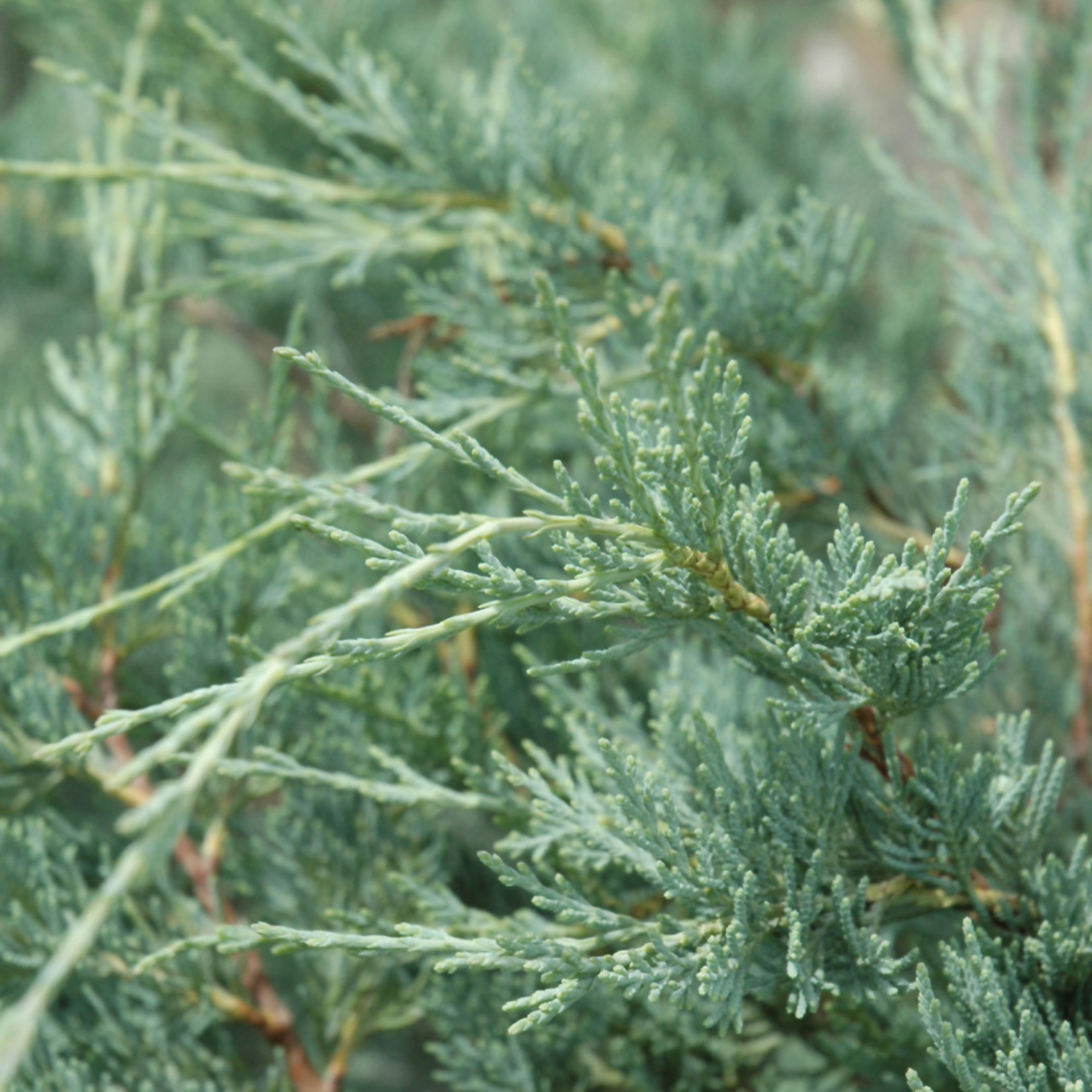 Juniperus Scopulorum `Moonglow` Grow Bag #15
