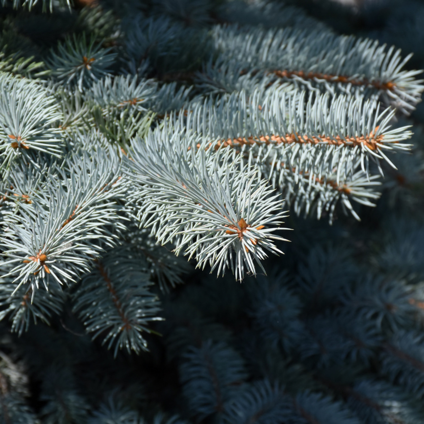 Picea Pungens `Baby Blue` #15