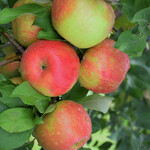 Malus `Honeycrisp` (Apple) #7