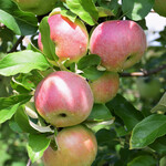 Malus `Northern Spy` (Apple) #7