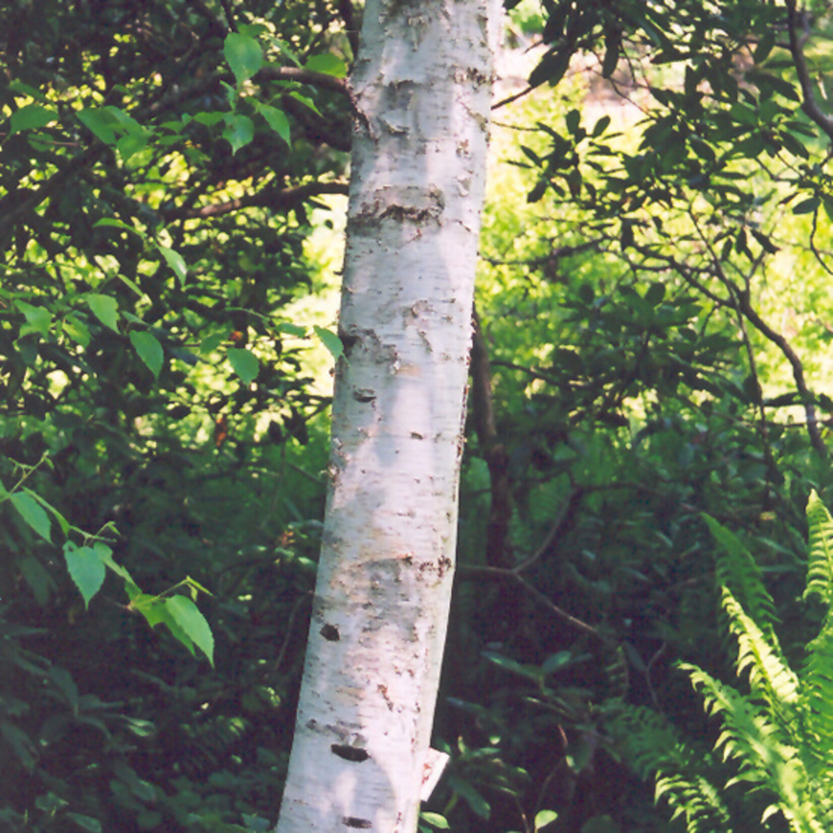 Betula Populifolia 'Whitespire' Cl #7