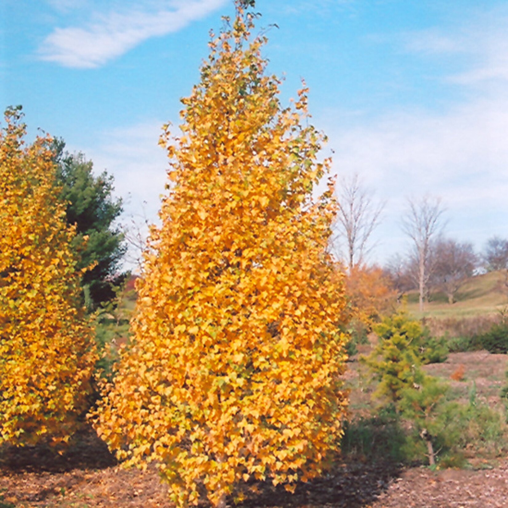 Betula Populifolia 'Whitespire' Cl #7