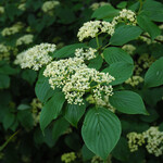 American Beauties Cornus Alternifolia #7