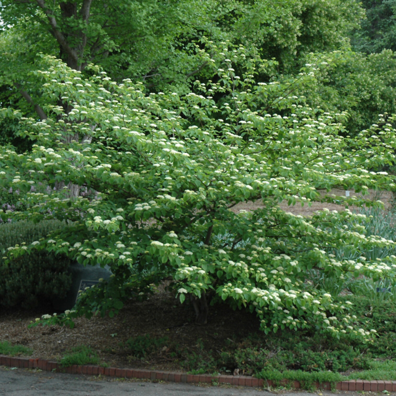 American Beauties Cornus Alternifolia #7