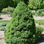 Picea Glauca `Conica` Grow Bag #10