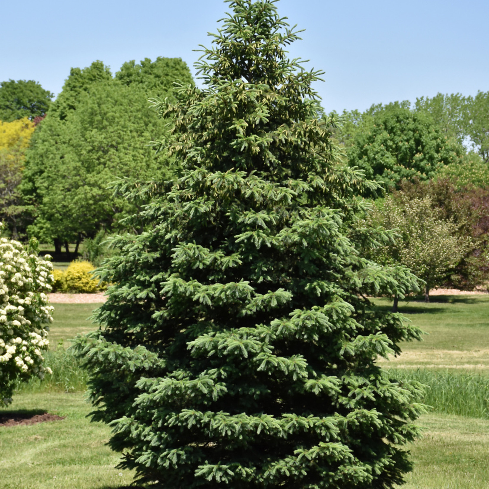 Picea Glauca `Densata` Grow Bag #10