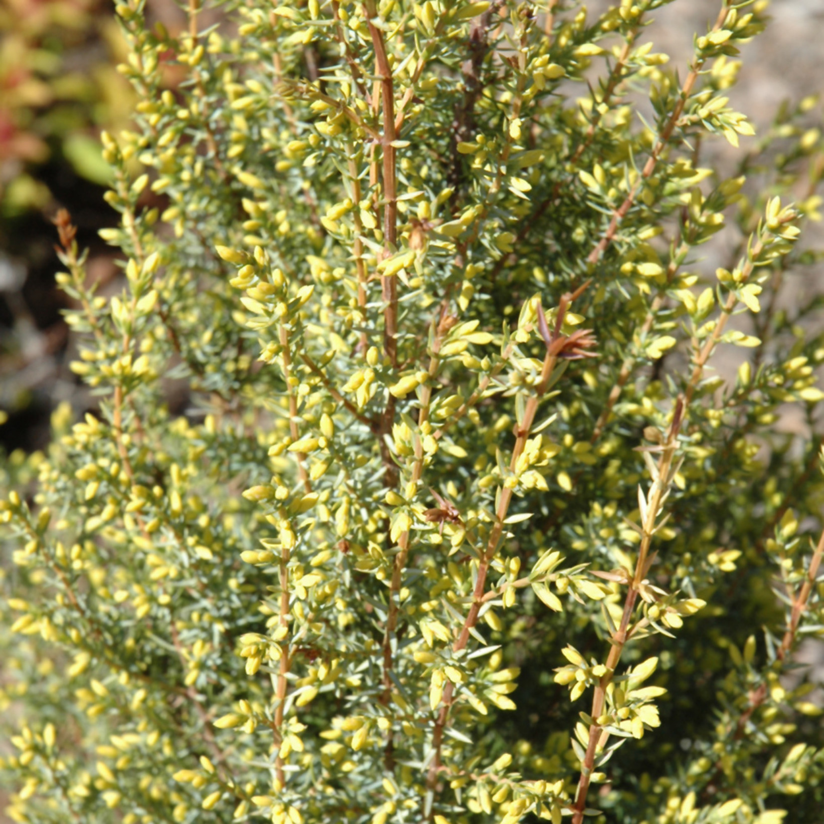 Juniperus Communis 'Gold Cone' #3
