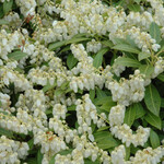 Pieris Japonica `Cavatine` #3