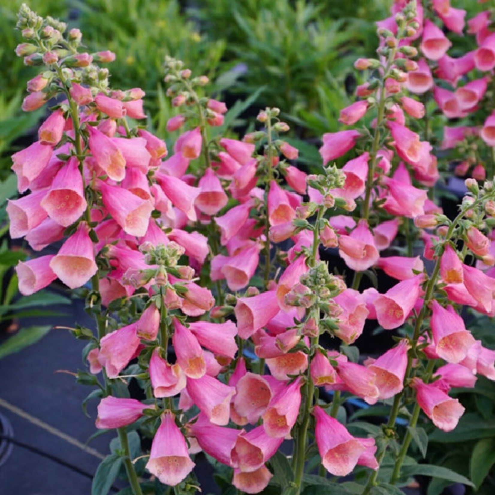 Digitalis Arctic Fox Rose 1 Highland Farm