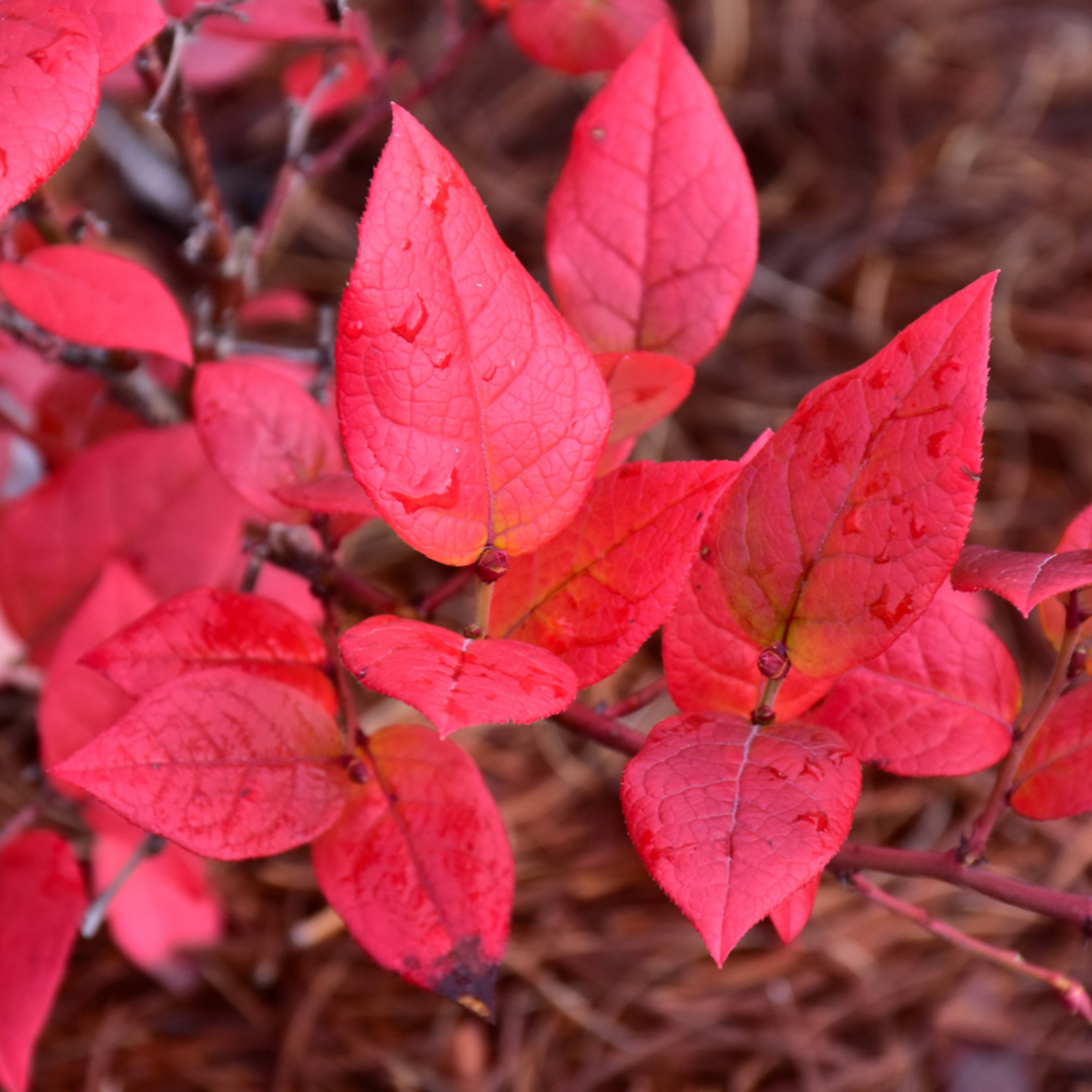 American Beauties Vaccinium Corymbosum `Northland` #3